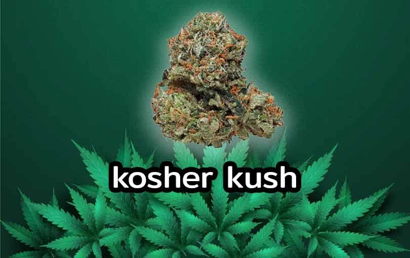 Kosher Kush